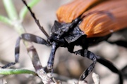 Lycid Beetle (Porrostoma sp)